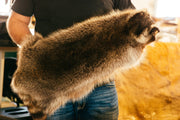 Waschbärenfelle Waschbärfell Waschbär Fell Mittelalter kein Fuchsfell, Marderhund